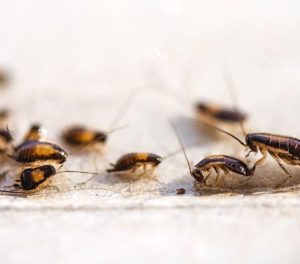 small-german-cockroaches-crawling-over-an-egg-carton